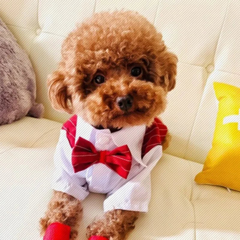 Gentleman Dog Suit Bow Tie Clothes